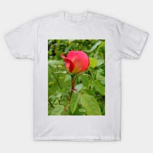 Tea Rose T-Shirt